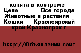 котята в костроме › Цена ­ 2 000 - Все города Животные и растения » Кошки   . Красноярский край,Красноярск г.